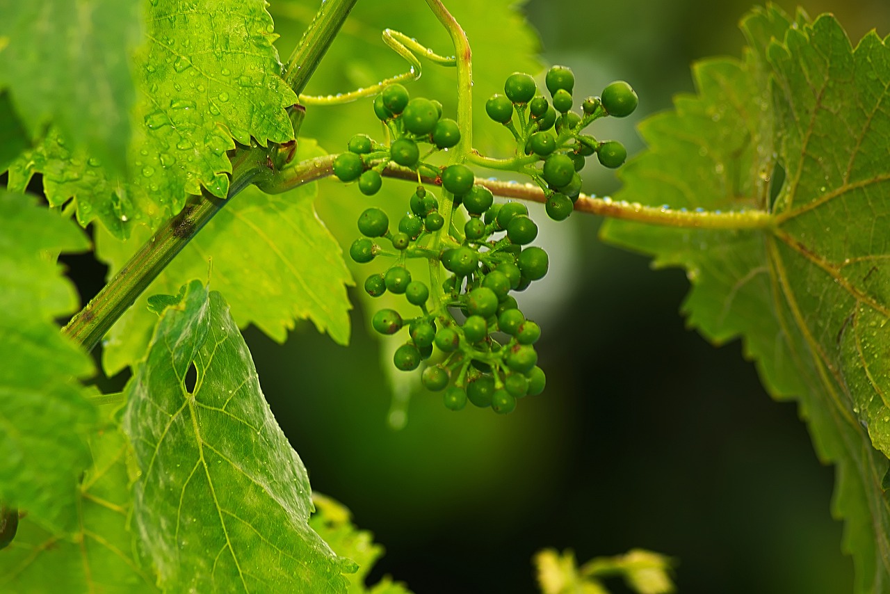 How to Grow Grapes in Your Backyard